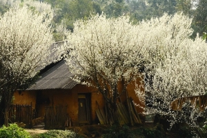 Hoa mận Bắc Hà đang vào mùa đẹp nhất